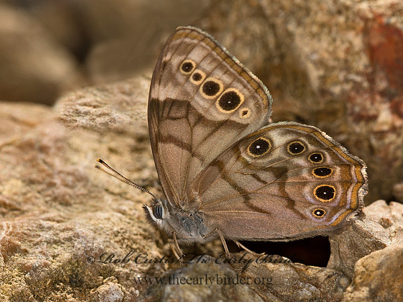 Lethe anthedon  NORTHERN PEARLY EYE 9051905