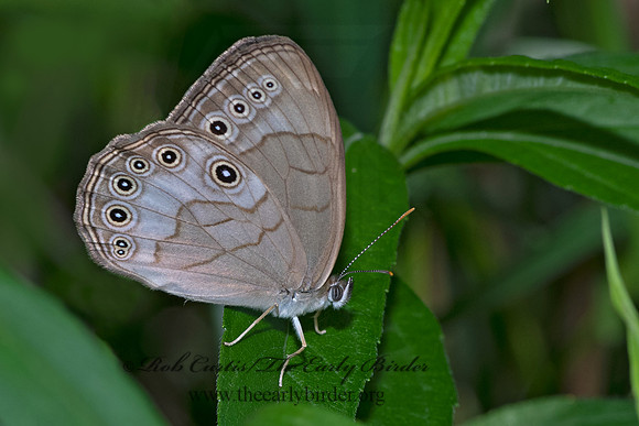 Lethe appalachia  APPALACHIAN BROWN 3022341