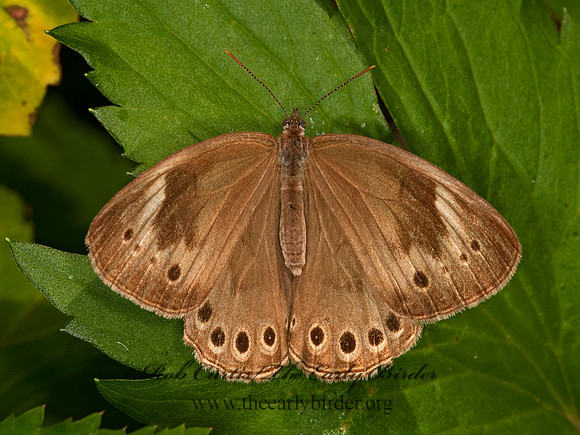 Lethe appalachia  APPALACHIAN BROWN 3016390
