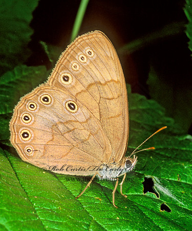 Lethe appalachia - Appalachian Brown 1111018