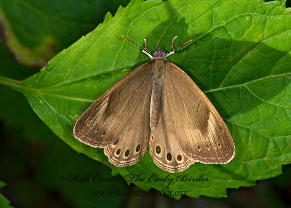Lethe appalachia - Appalachian Brown 6008494