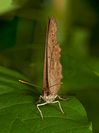 Lethe eurydice  EYED BROWN 9047452