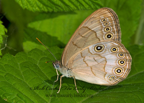 Lethe appalachia - Appalachian Brown 6008481