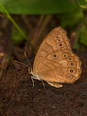 Lethe eurydice  EYED BROWN 9047457