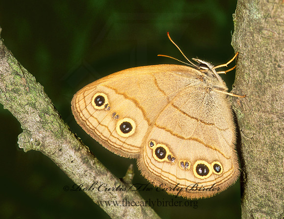 Megisto cymela  LITTLE WOOD SATYR 291207