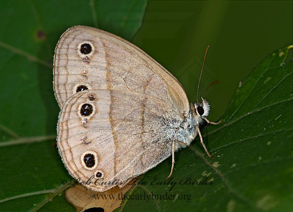 Megisto cymela  LITTLE WOOD SATYR 6012096