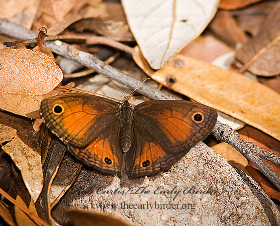 Megisto rubricata  RED SATYR 6026831
