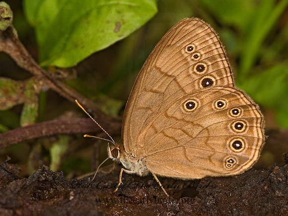 Lethe eurydice  EYED BROWN 9047458