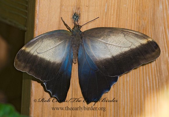 Caligo memnon - Owl Butterfly 8006630