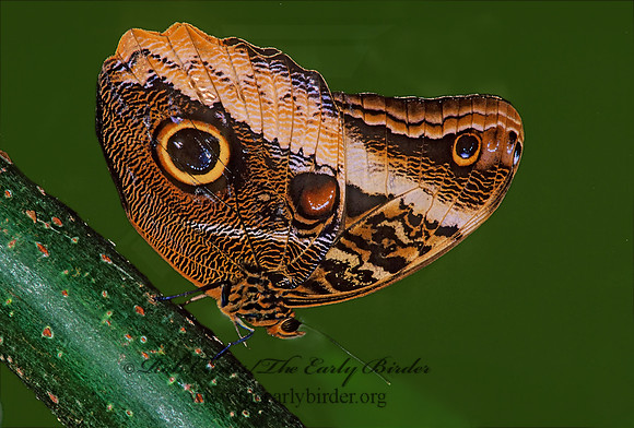 Caligo - Owl Butterfly 268728