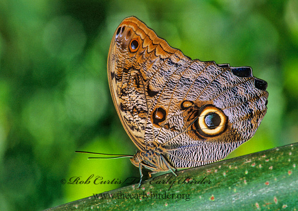 Caligo memnon - Owl Butterfly 267007