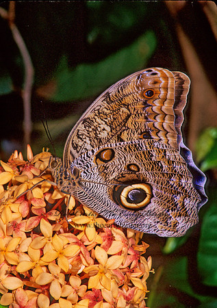 Caligo memnon - Owl Butterfly 267201
