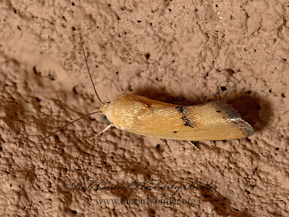 Ponometia tortricina  BIRD-DROPPING MOTH 3023170z