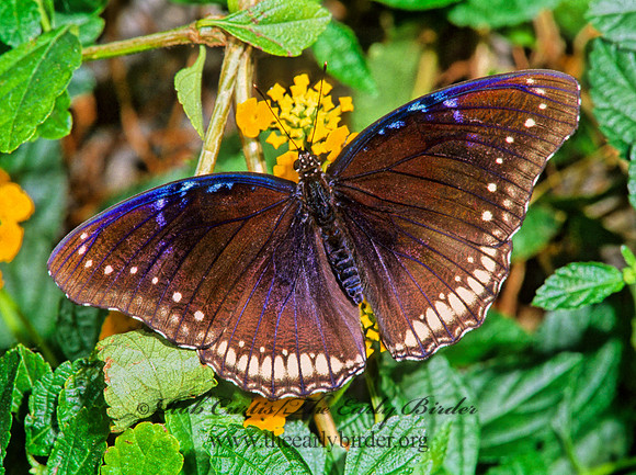 Hypolimnas bolinas - Great Eggfly 266927