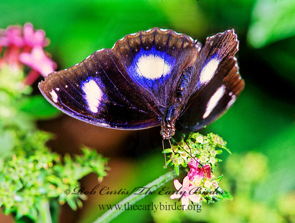 Hypolimnas bolinas - Great Eggfly 267225