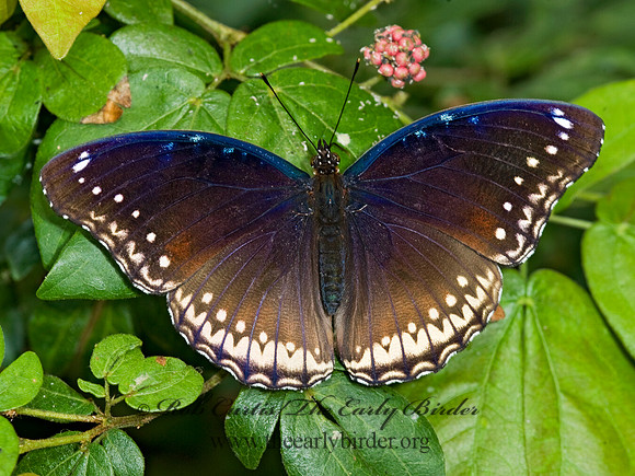 Hypolimnas bolinas - Great Eggfly 8009619