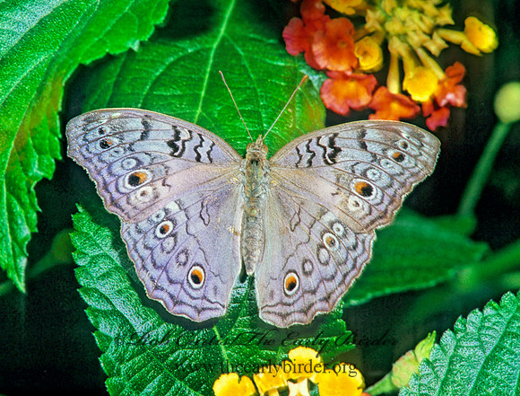 Junonia atlites - Gray Pansy 266828