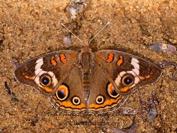 Junonia coenia  BUCKEYE 8023436