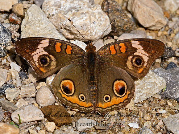 Junonia coenia  BUCKEYE 9064136