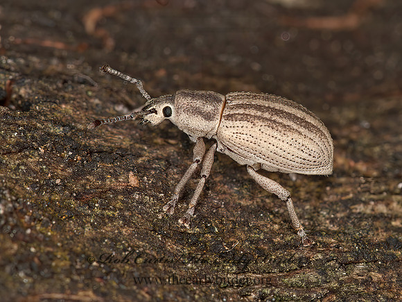 Aphrastus taeniatus  BROAD-NOSED WEEVIL 3013604z