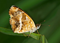 Anthanassa texana TEXAS CRESCENT 7008945
