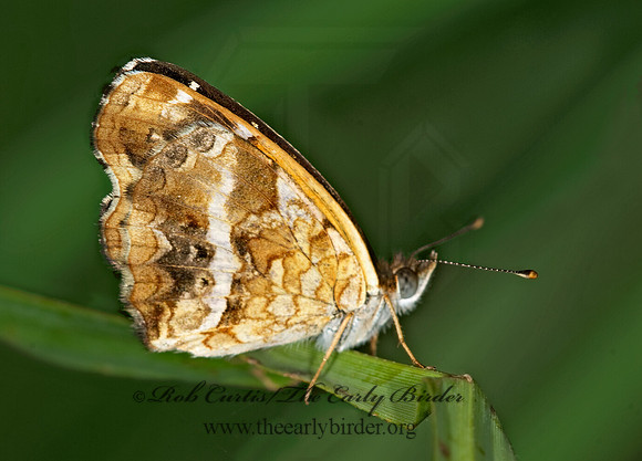 Anthanassa texana   TEXAS CRESCENT 7008945