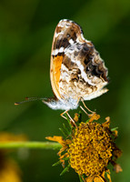 Anthanassa texana TEXAS CRESCENT 6023568