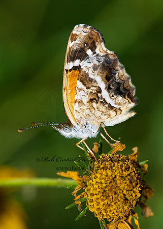Anthanassa texana   TEXAS CRESCENT 6023568