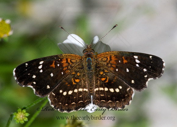 Anthanassa texana   TEXAS CRESCENT 6023545