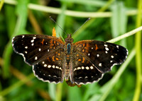 Anthanassa texana TEXAS CRESCENT 6023560