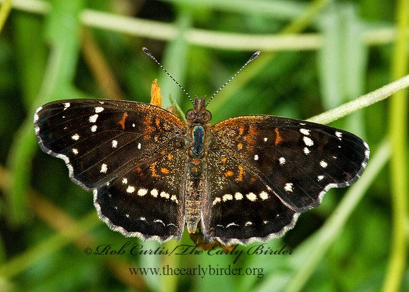 Anthanassa texana   TEXAS CRESCENT 6023560