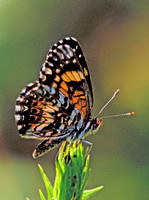 Chlosyne gorgone - Gorgone Crescent 42214