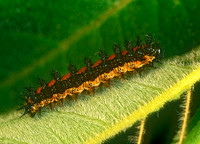 Chlosyne gorgone - Gorgone Crescent 173118