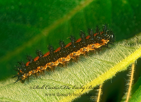 Chlosyne gorgone - Gorgone Crescent 173118