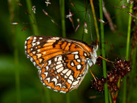 Chlosyne harissii HARRIS'S CHECKERSPOT 3014304