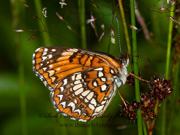 Chlosyne harissii  HARRIS'S CHECKERSPOT 3014304