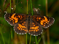 Chlosyne harissii HARRIS'S CHECKERSPOT 3014307