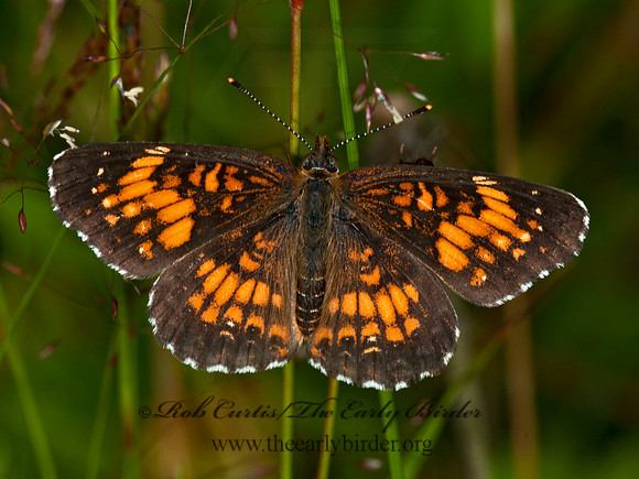 Chlosyne harissii  HARRIS'S CHECKERSPOT 3014307