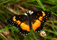 Chlosyne lacinia - Bordered Patch 6023463