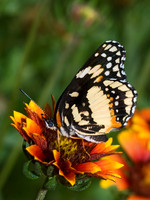 Chlosyne lacinia - Bordered Patch 6023530