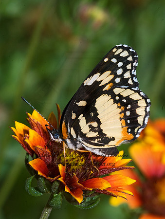 Chlosyne lacinia - Bordered Patch 6023530