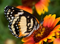Chlosyne lacinia - Bordered Patch 6023531