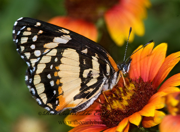 Chlosyne lacinia - Bordered Patch 6023531