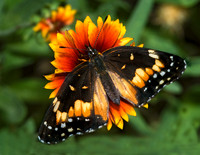 Chlosyne lacinia - Bordered Patch 6023534