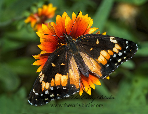 Chlosyne lacinia - Bordered Patch 6023534