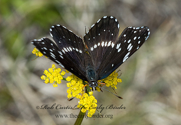 Chlosyne lacinia - Bordered Patch 7009958