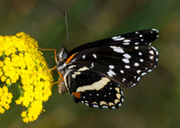 Chlosyne lacinia - Bordered Patch 7009959