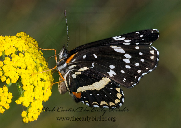 Chlosyne lacinia - Bordered Patch 7009959