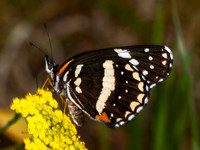 Chlosyne lacinia - Bordered Patch 7009960
