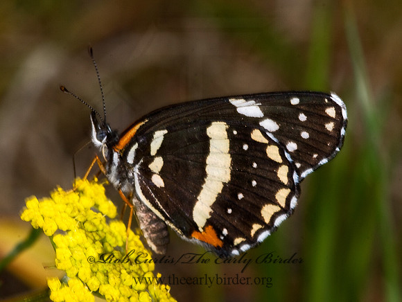Chlosyne lacinia - Bordered Patch 7009960